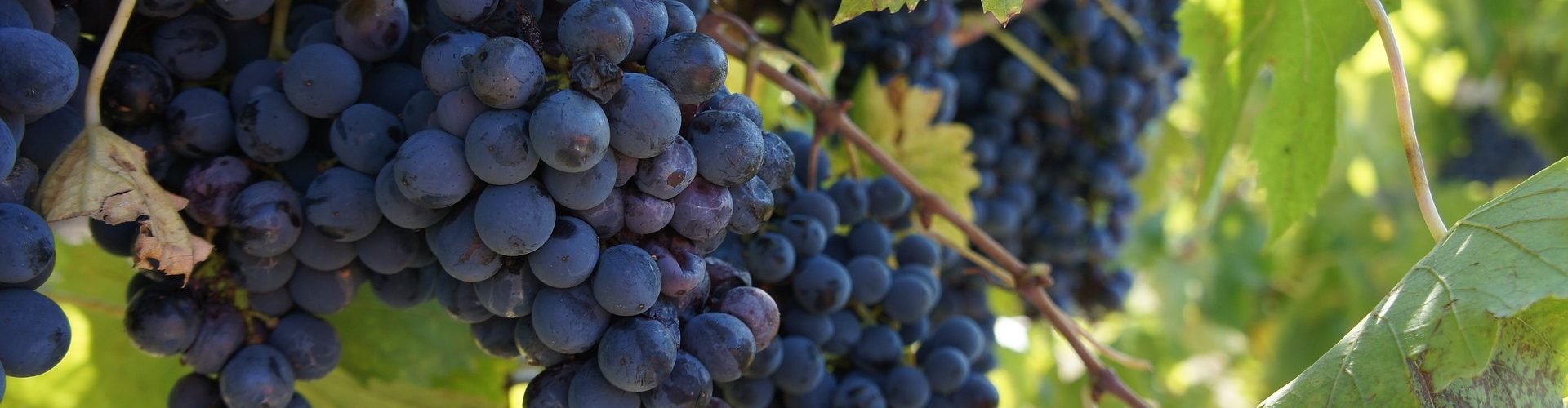 GeoVit Vineyard Services